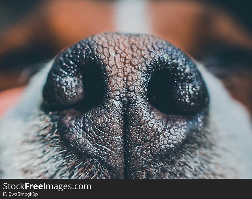 A stray dog nose macro closeup texture nosy. A stray dog nose macro closeup texture nosy