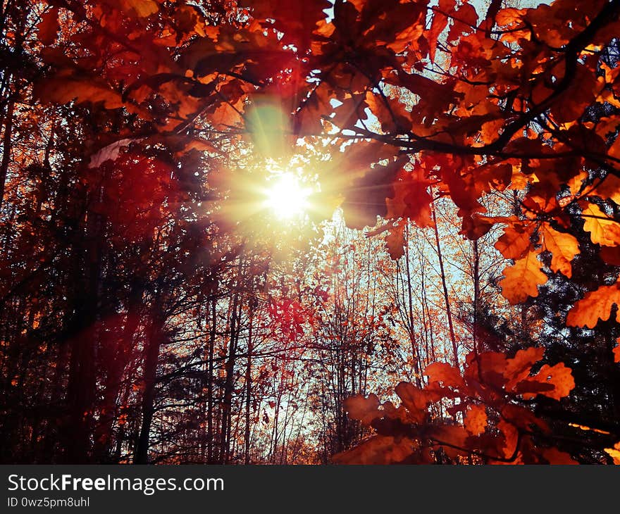 Autumn background forest with oak red yellow leaves. Autumn background forest with oak red yellow leaves