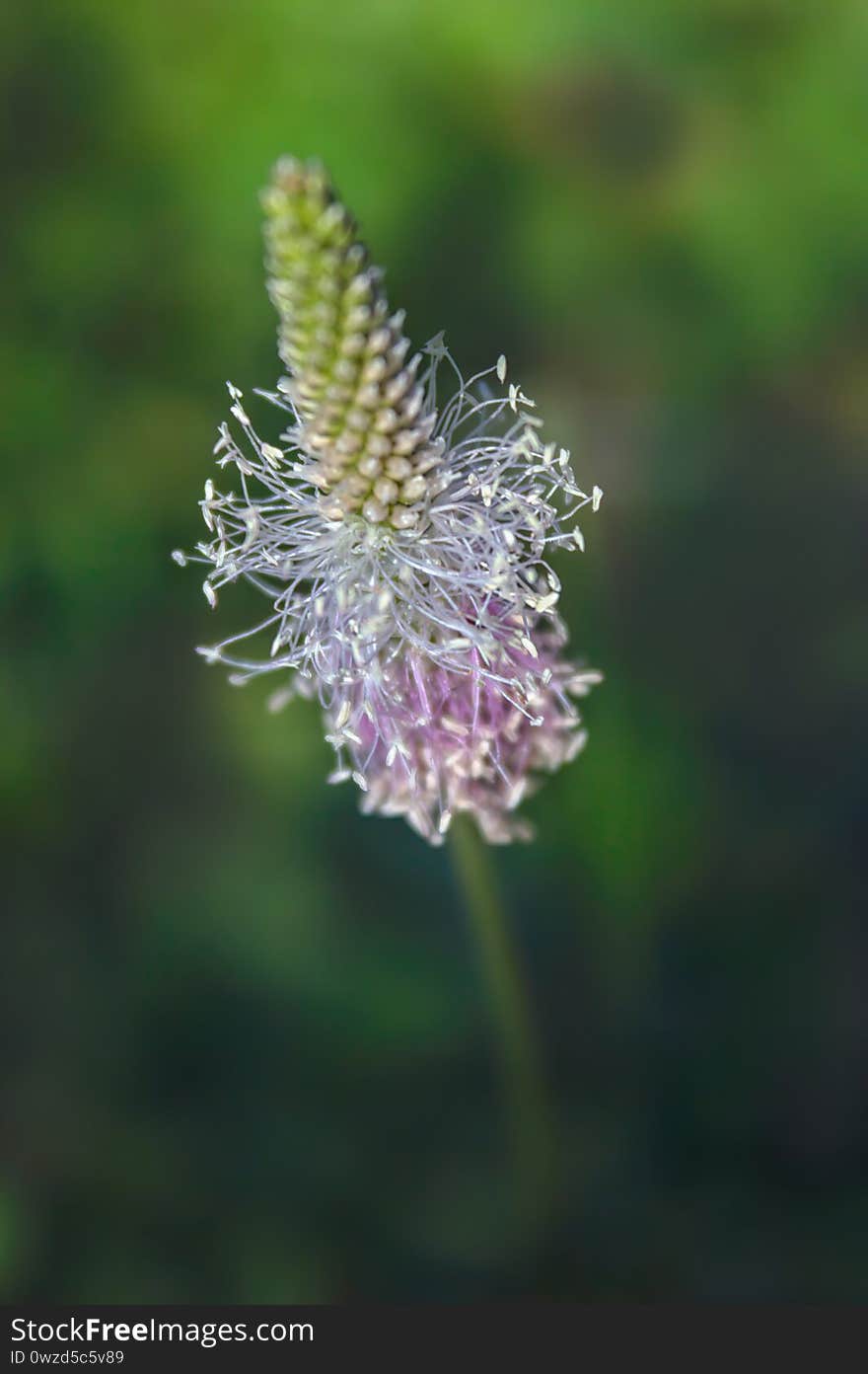 Flower On A Blurred Natural Green Background. Abstract Floral Background.