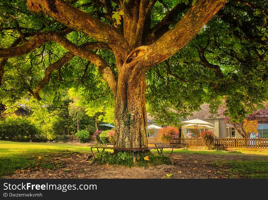 Under A Big Green Tree At A Wonderful Summer In Devon In Whitecombe-in-the-Moor