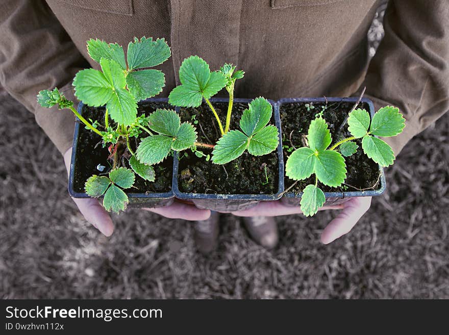 Farmer holds strawberry seedling in his hands against garden background. Local organic farming. Homegrown berries