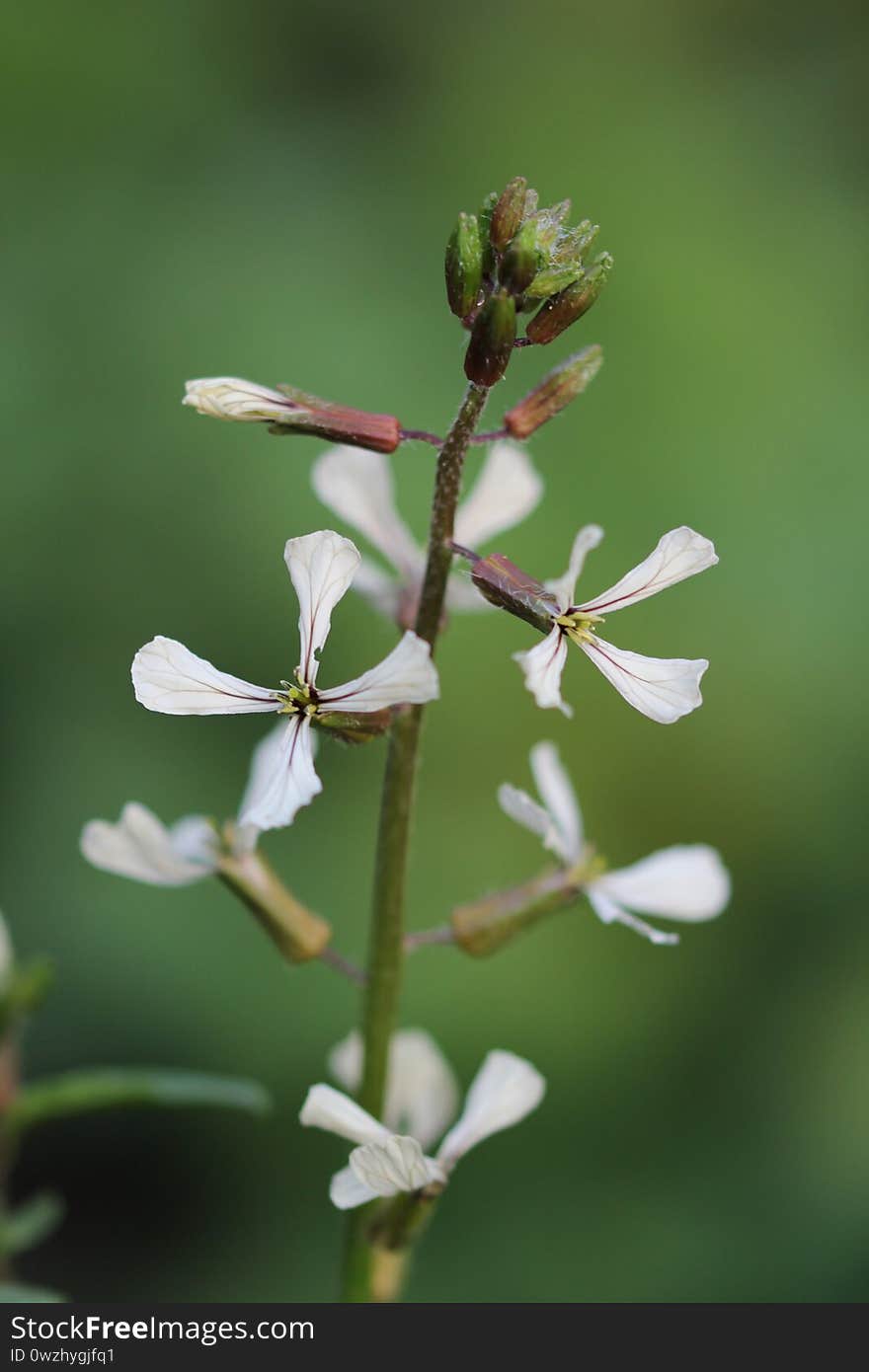 Narrow-leaved Double Seeds From Wild Arugula