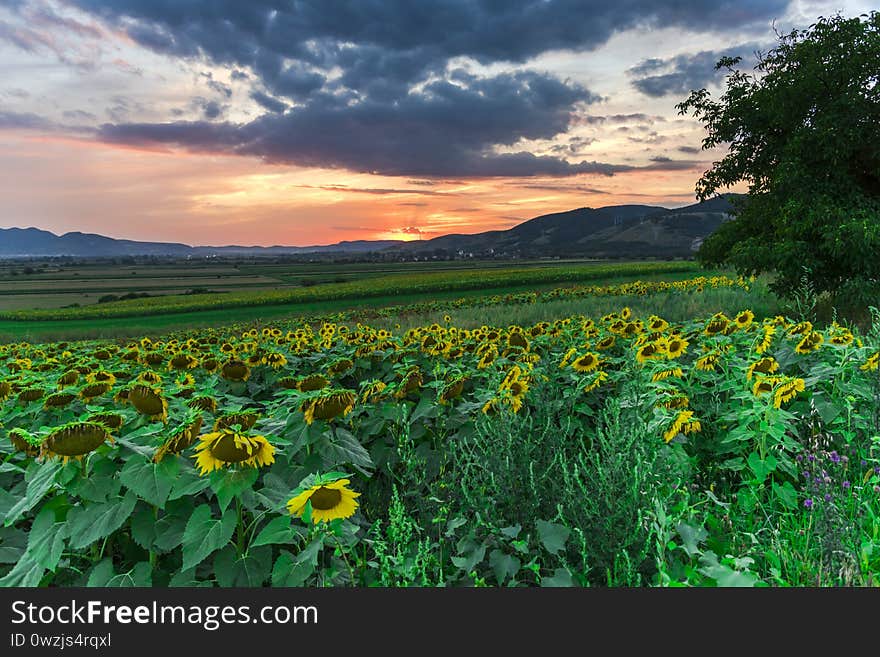 Beautiful sunset in the sunflowers field