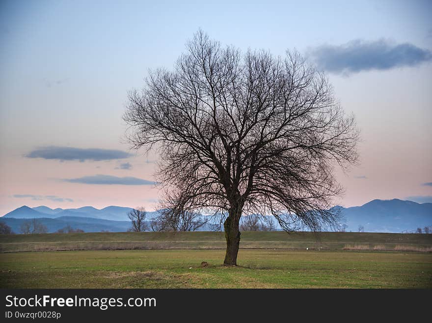 Lonely tree in the springtime