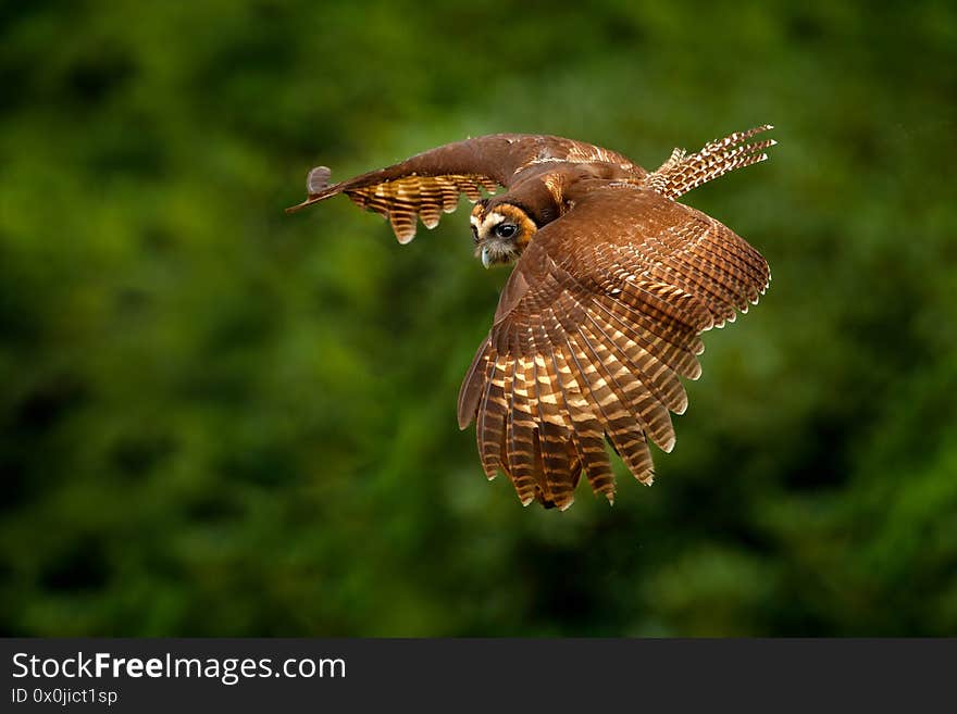 Spectacled Owl, Pulsatrix perspicillata, big owl in the nature habitat, flight in the gree forest, Costa Rica. Wildlife in Central