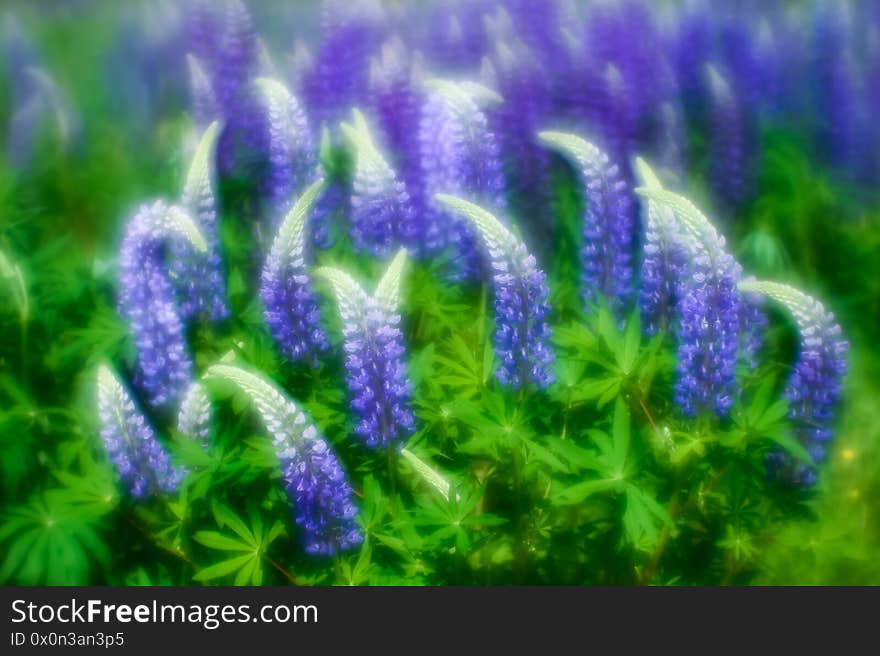 Blurred. Blue Lupin flowers with white tops grow in a green meadow. Natural background