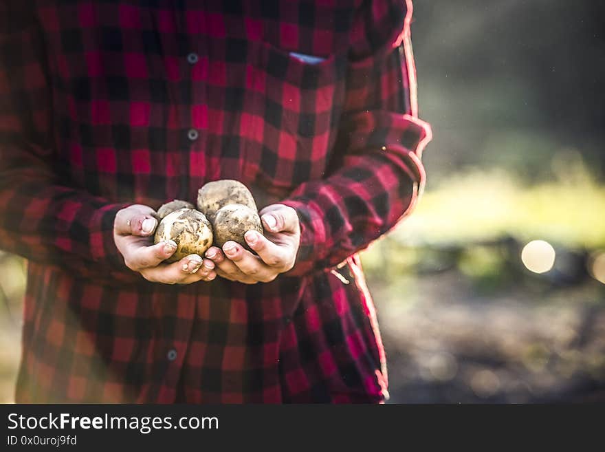 Harvesting fresh organic potatoes in the field. Potato lie in hole bed mud. Shine of sun. Farming. Agriculture.