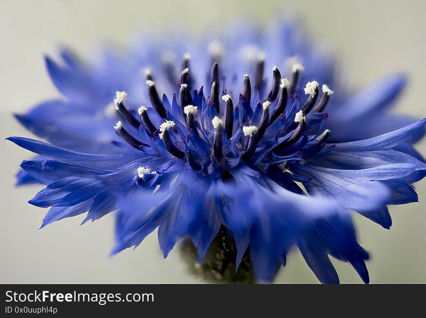 Cornflower, Centaurea cyanus, flower head, it is a cornfield weed. Cornflower, Centaurea cyanus, flower head, it is a cornfield weed