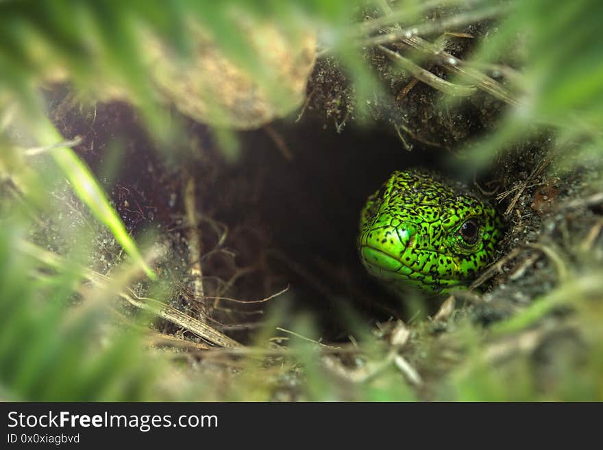 Face of green lizard with eye in macro