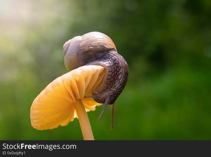 Macro photo of little snail on orange mushroom. Snail in the green grass after rain.