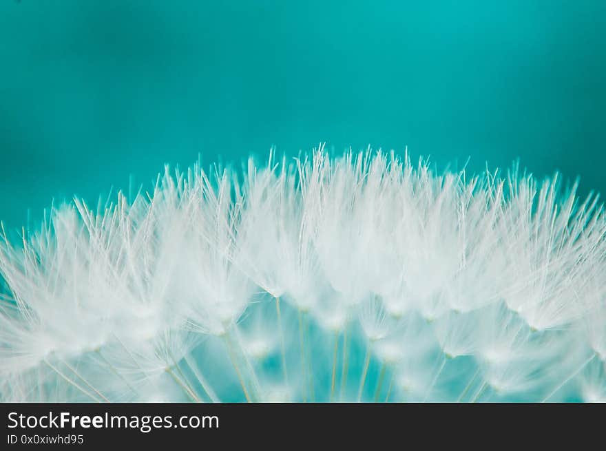 White Fluff Of Dandelion Seeds. Abstract background