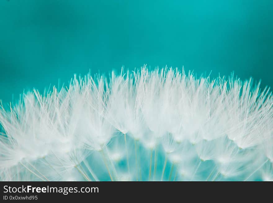 White Fluff Of Dandelion Seeds.