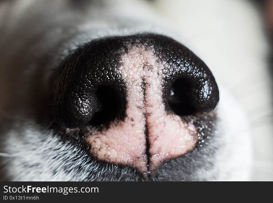 A husky dog nose close up