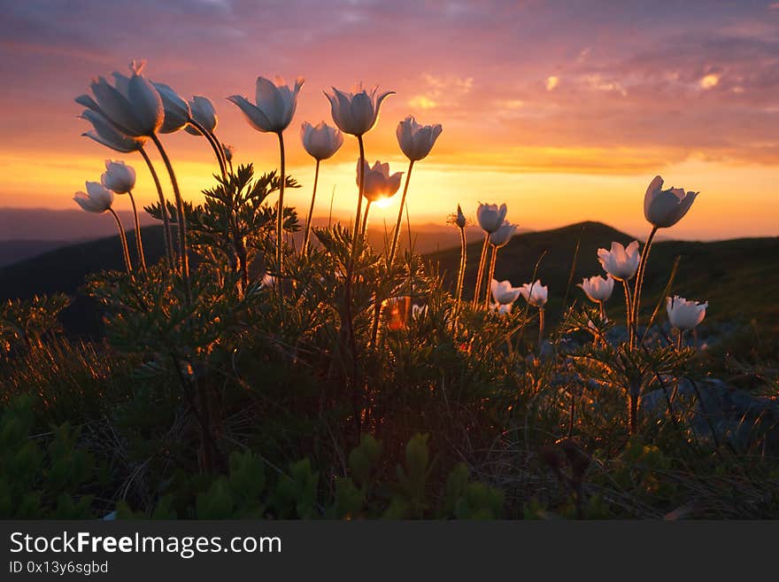 Amazing landscape with magic white flowers