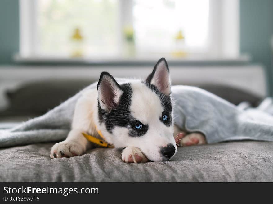 A small white dog puppy breed siberian husky with beautiful blue eyes sleep on grey carpet. Dogs and pet photography