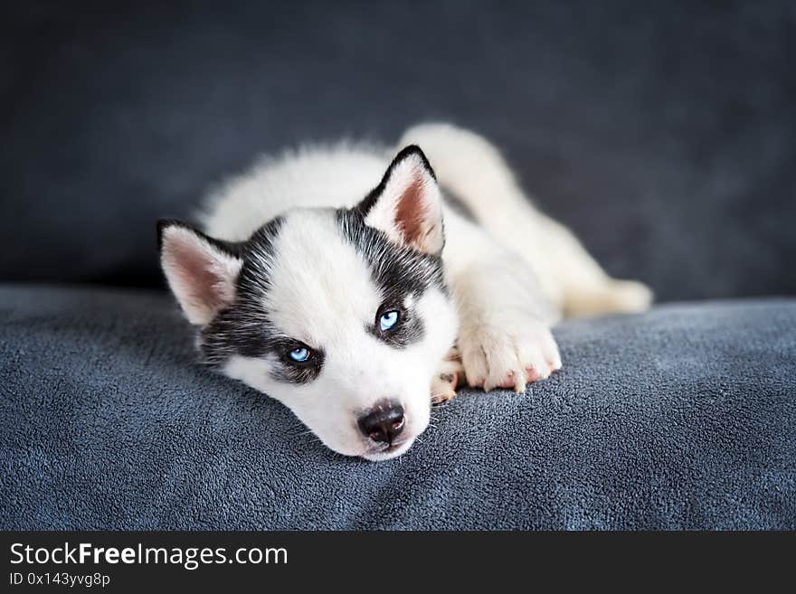 A small white dog puppy breed siberian husky with beautiful blue eyes sleep on grey carpet. Dogs and pet photography