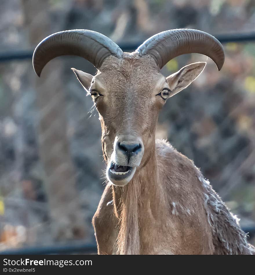 Barbary sheep head Ammotragus lervia Isolated on background. Barbary sheep head Ammotragus lervia Isolated on background