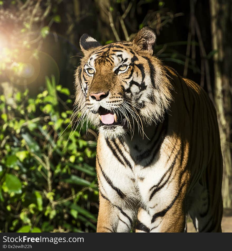 Photos Of Tiger Naturally