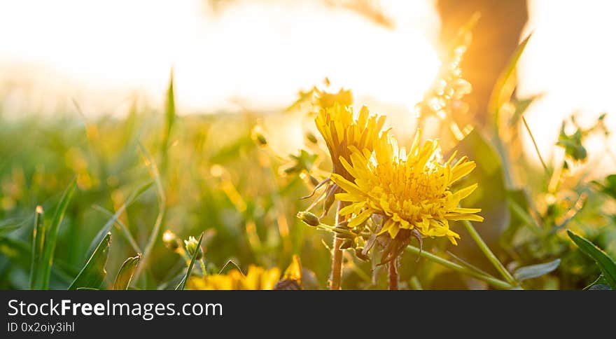 Floristry, women day, mother day, Valentine day, holidays concept - banner meadow with silhouetted yellow dandelions and wildflowers against backdrop of rays of sun caught in park in summer copy space.