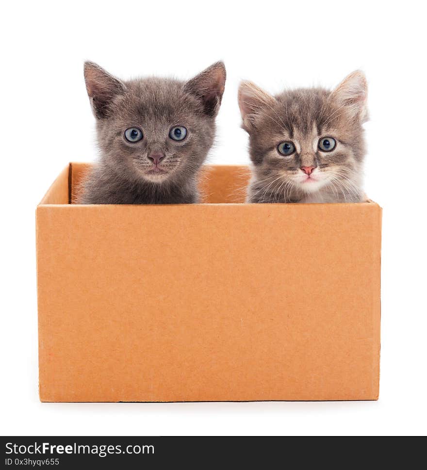 Two little cats in cardboard box