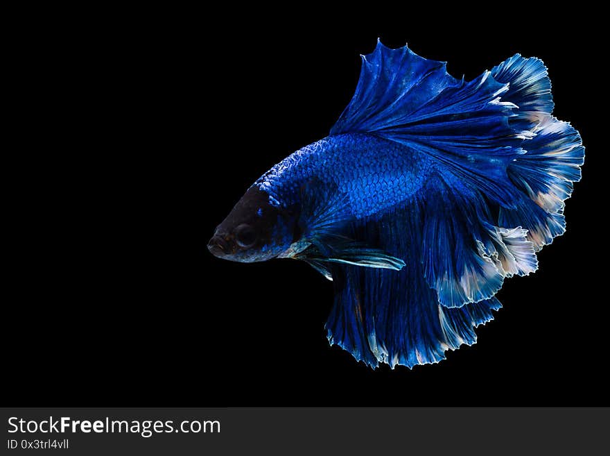 Beautiful multi color Betta fish, Siamese fighting fish on black background.