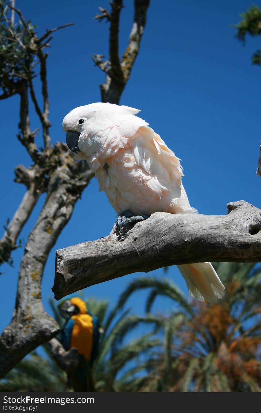 Cockatoo on a branch on a sunny day. Photo taken in August 2008