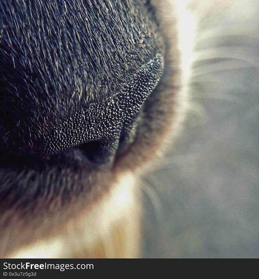 A cat&#x27;s nose up close