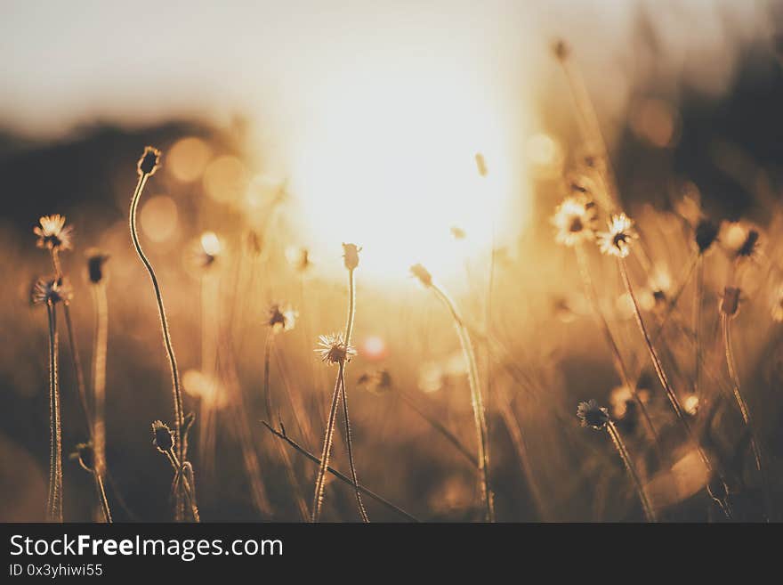 Wild flower in field of nature background with sunset lighting.Vintage tone