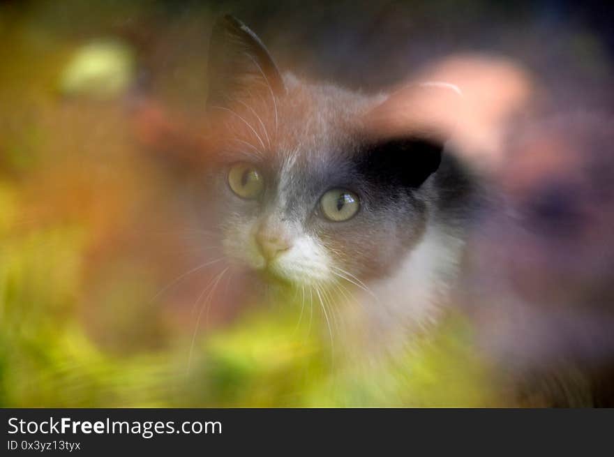 Unfocused portrait of gray cat through dirty window with a reflection of a flowering tree.