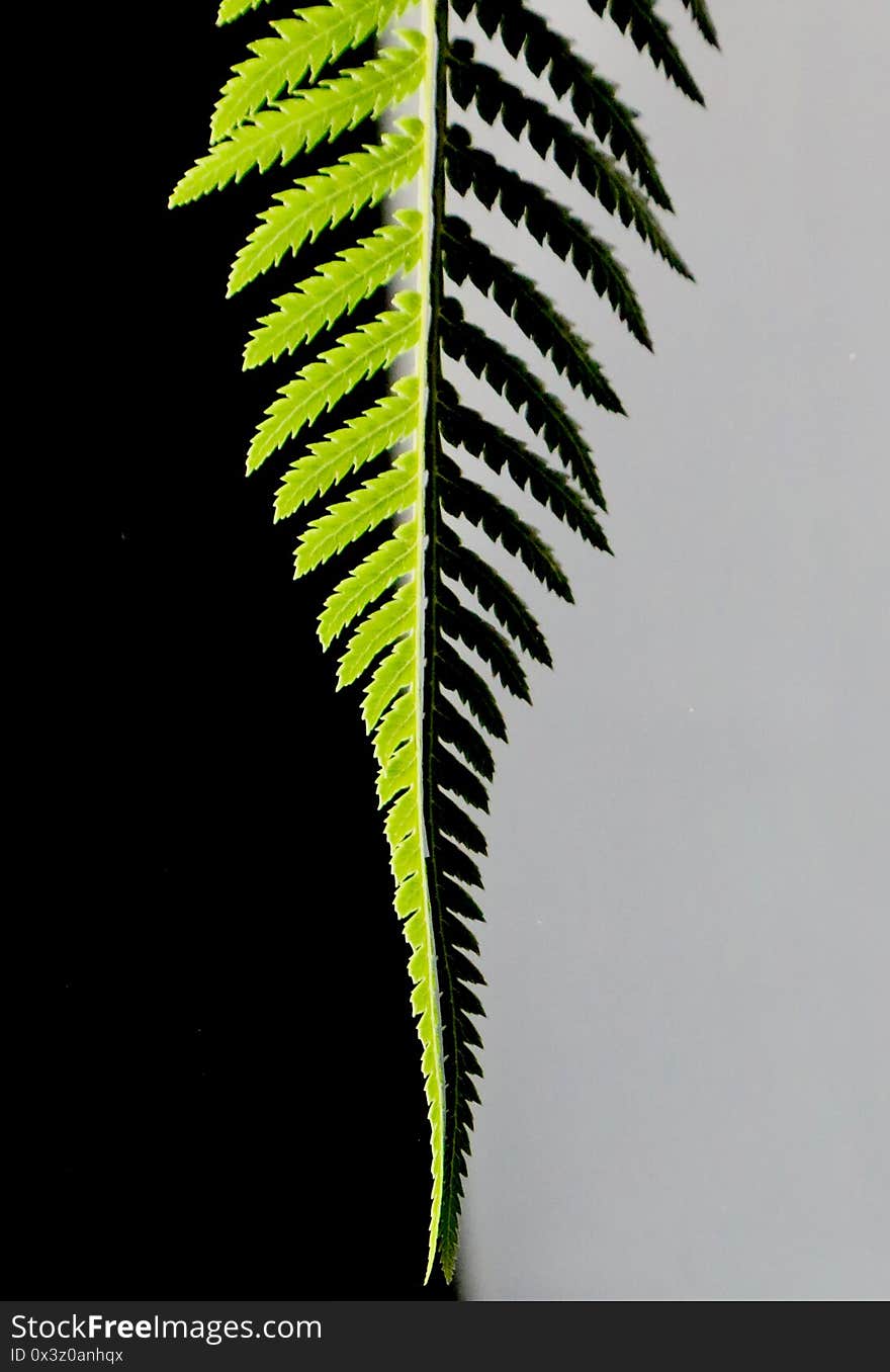 Fern leaf showing shadows in black and white background. Fern leaf showing shadows in black and white background
