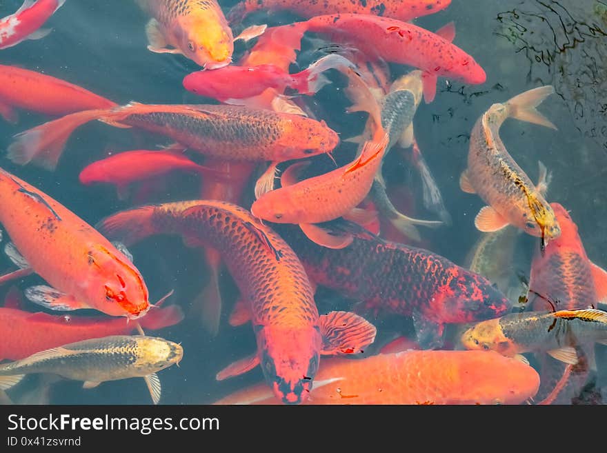 Carp Chinese koi colorful fish swim in the water top view of the entire frame