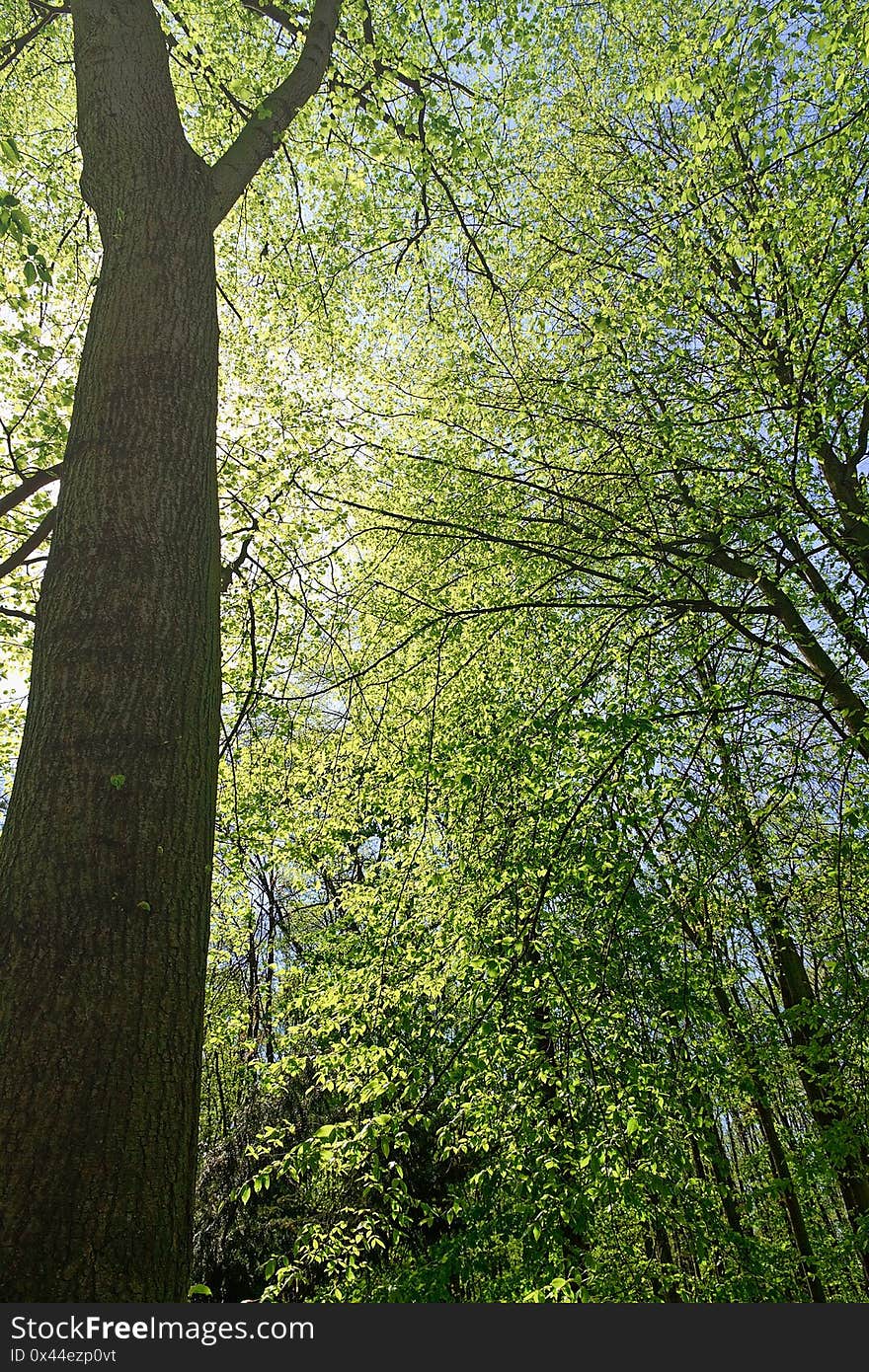 View to the crowns of the sunny forest, lush deciduous forest in spring