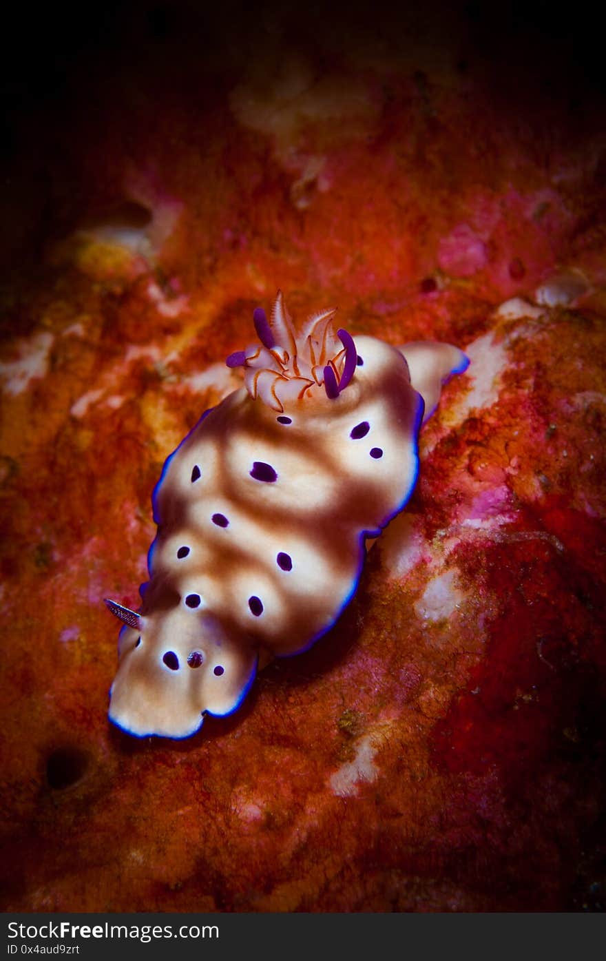 Underwater macro life in the Lembeh Straits of Indonesia