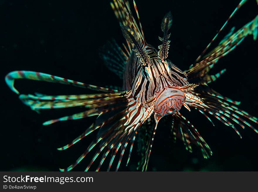 Underwater macro life in the Lembeh Straits of Indonesia