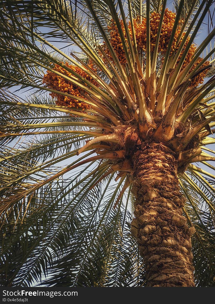 Date palm , Oman