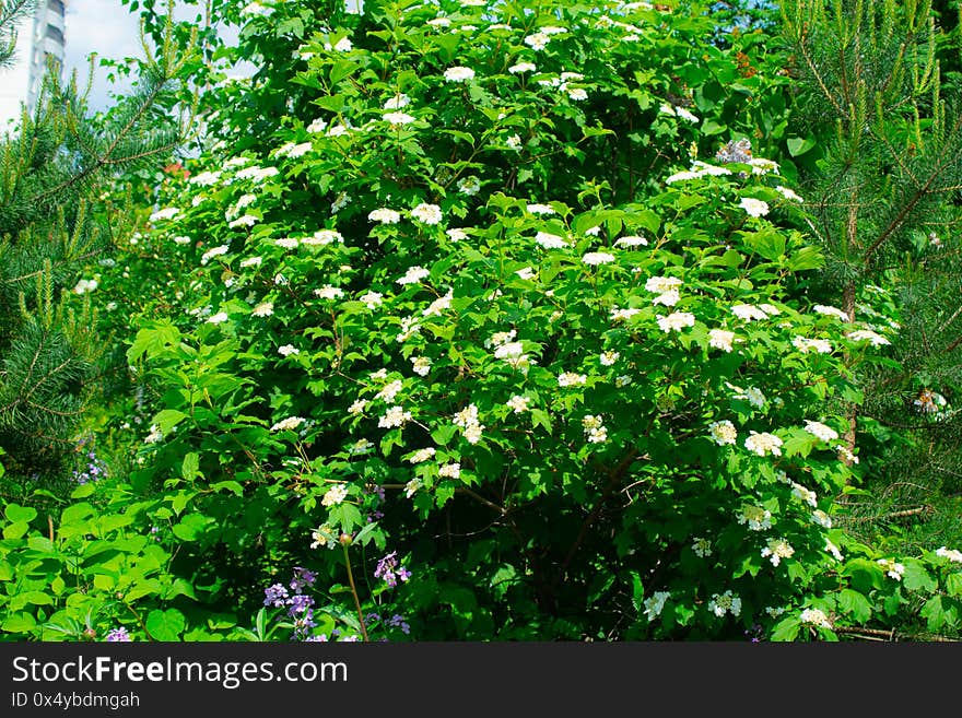 Blooming of Flower time in Russian city.