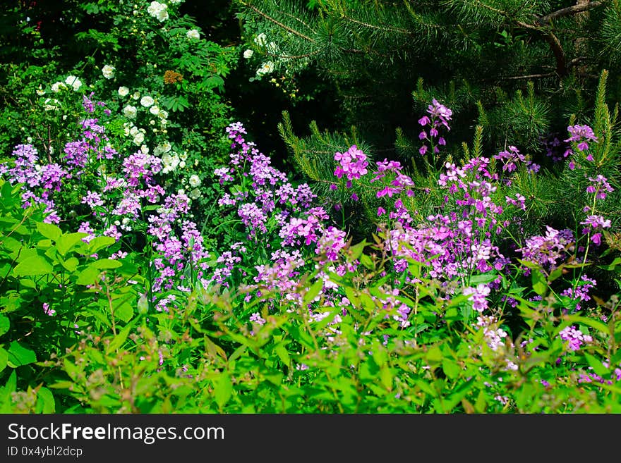 Blooming of Flower time in Russian city.