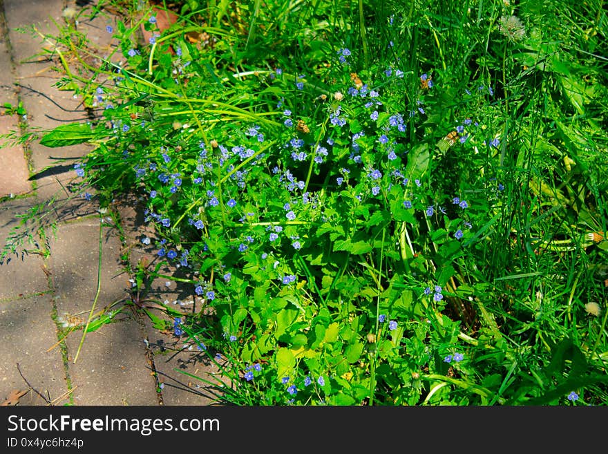 Blooming of Flower time in Russian city.