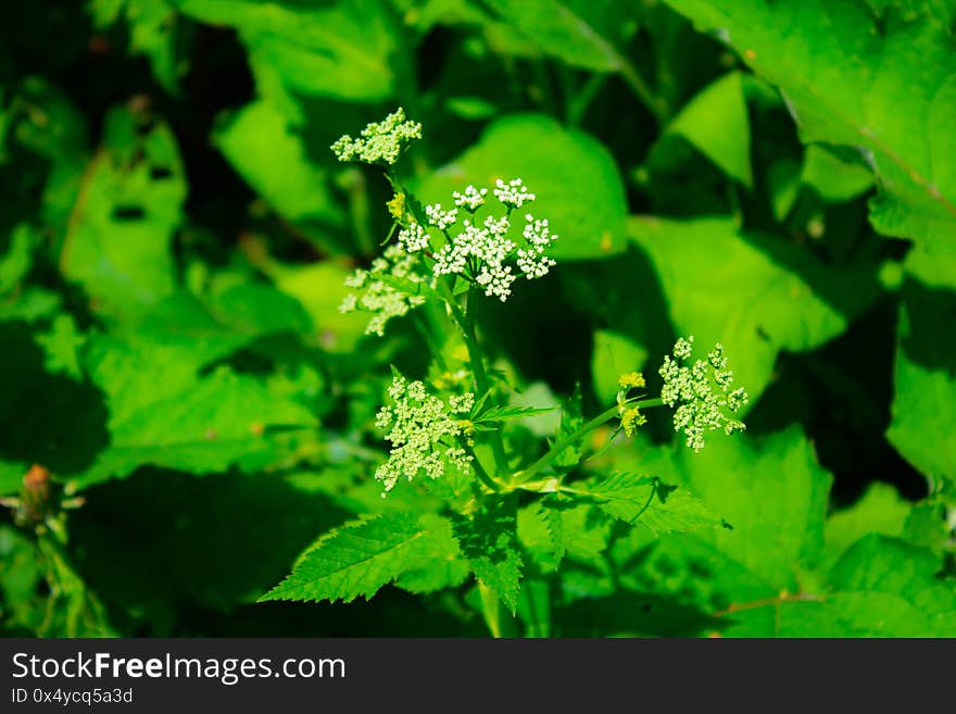 Blooming Of Flower Time In Russian City.