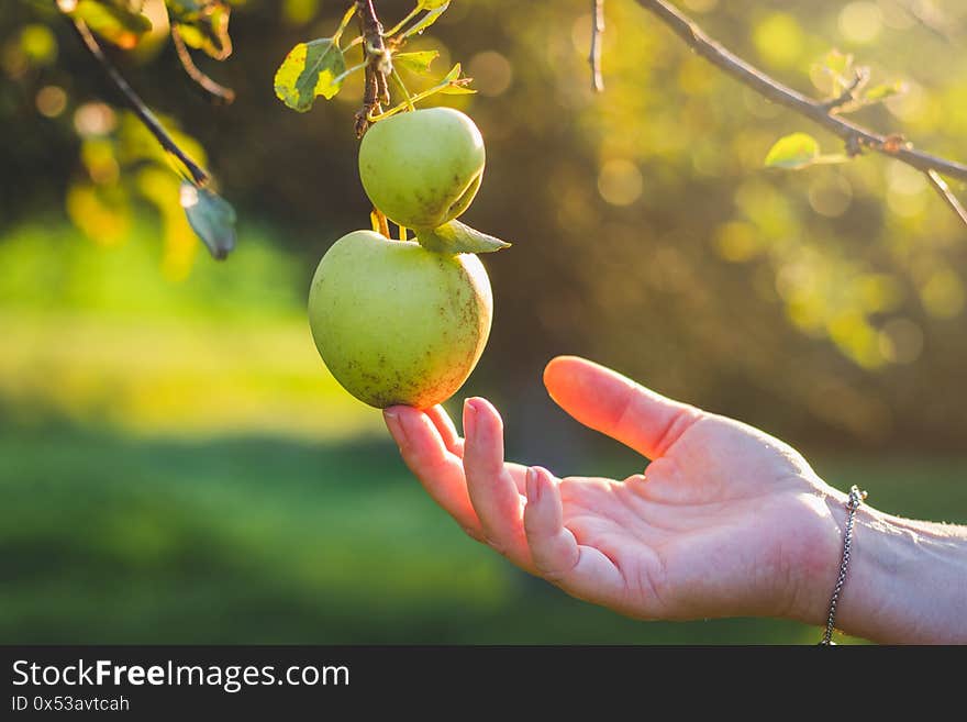 Farmer harvesting green apple from tree in orchard. Female hand touching apples. Farmer harvesting green apple from tree in orchard. Female hand touching apples