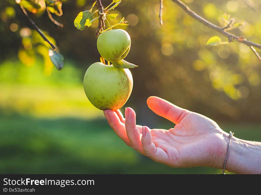 Hand picking green apple from fruit tree