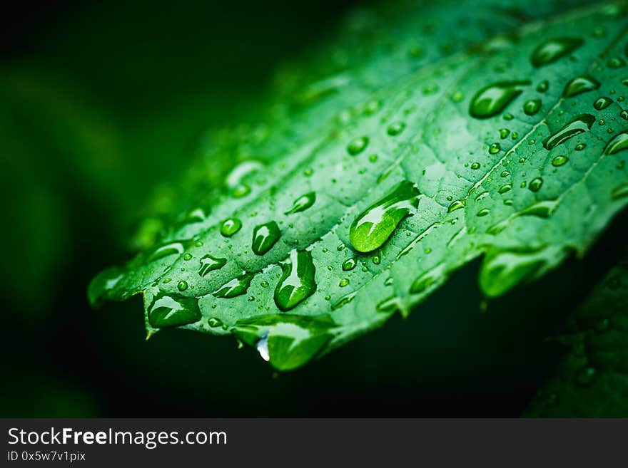 Fresh green leaves with water drops in the garden. Selective focus. Shallow depth of field.