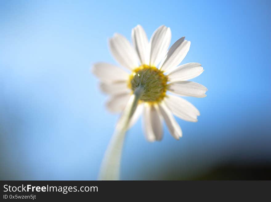 Wild camomiles  on the nature