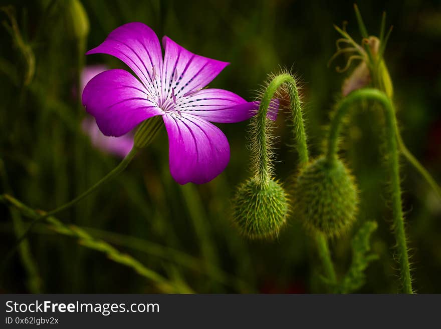 Beautiful bollard in the Netherlands, a fairly rare flower photographed in the wild in the province of Overijssel, the Netherlands