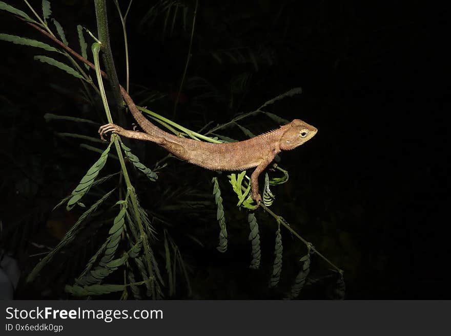 Calotes versicolor are sleeping on treetop at night in the forest