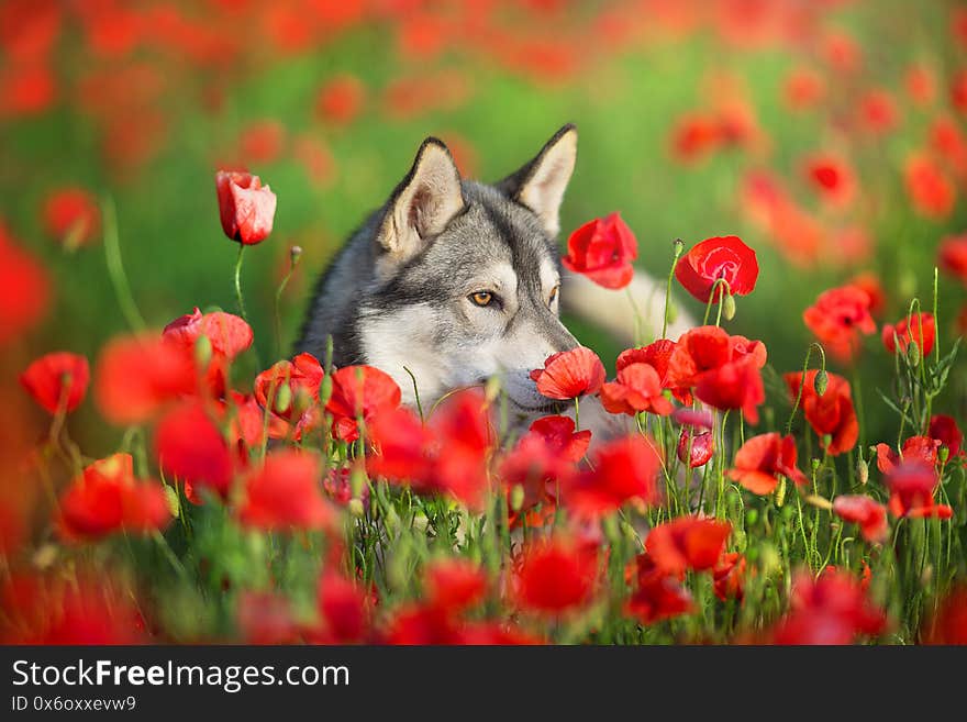 Husky portrait close up in poppy field. Husky portrait close up in poppy field