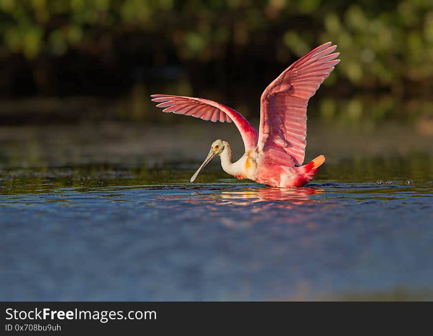 Rosette Spoonbill Shows His Colorful Breeding Plumage In Spring