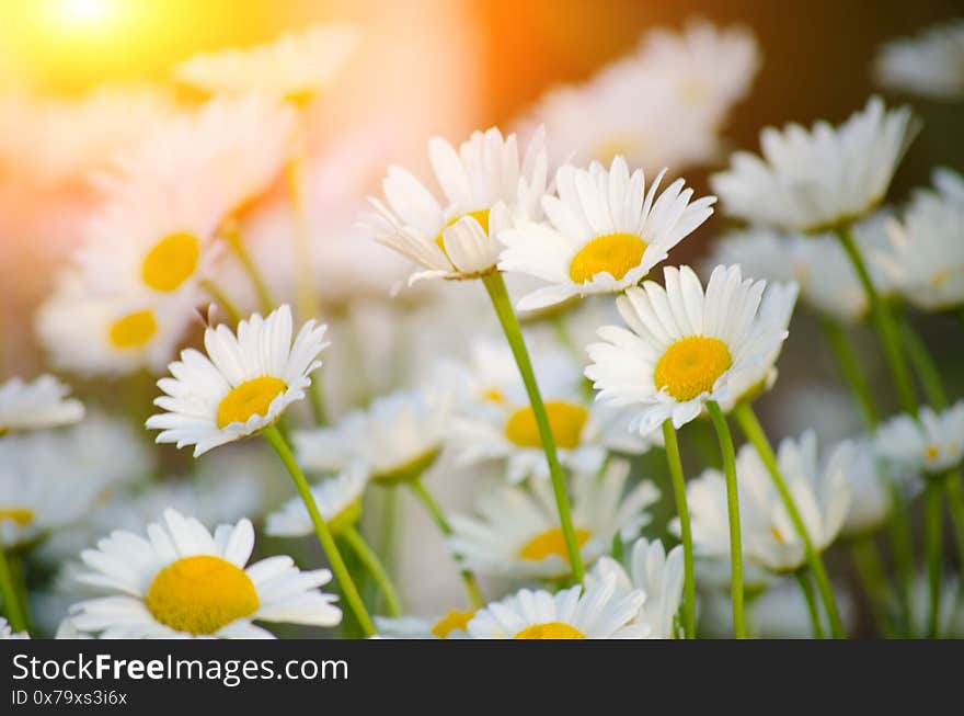 Bright daisies on a warm summer morning with sunshine