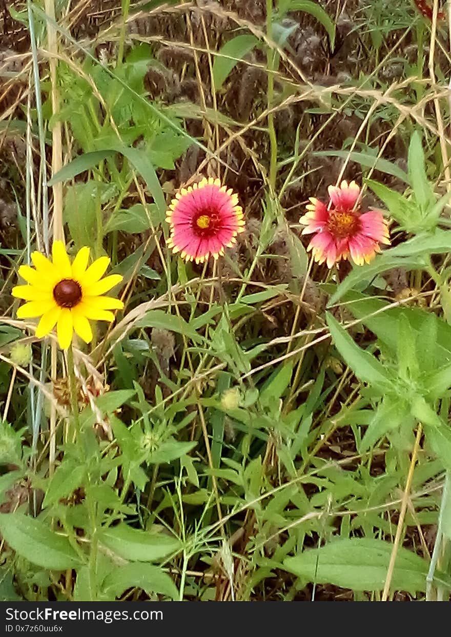 Lovely colorful flowers with green background