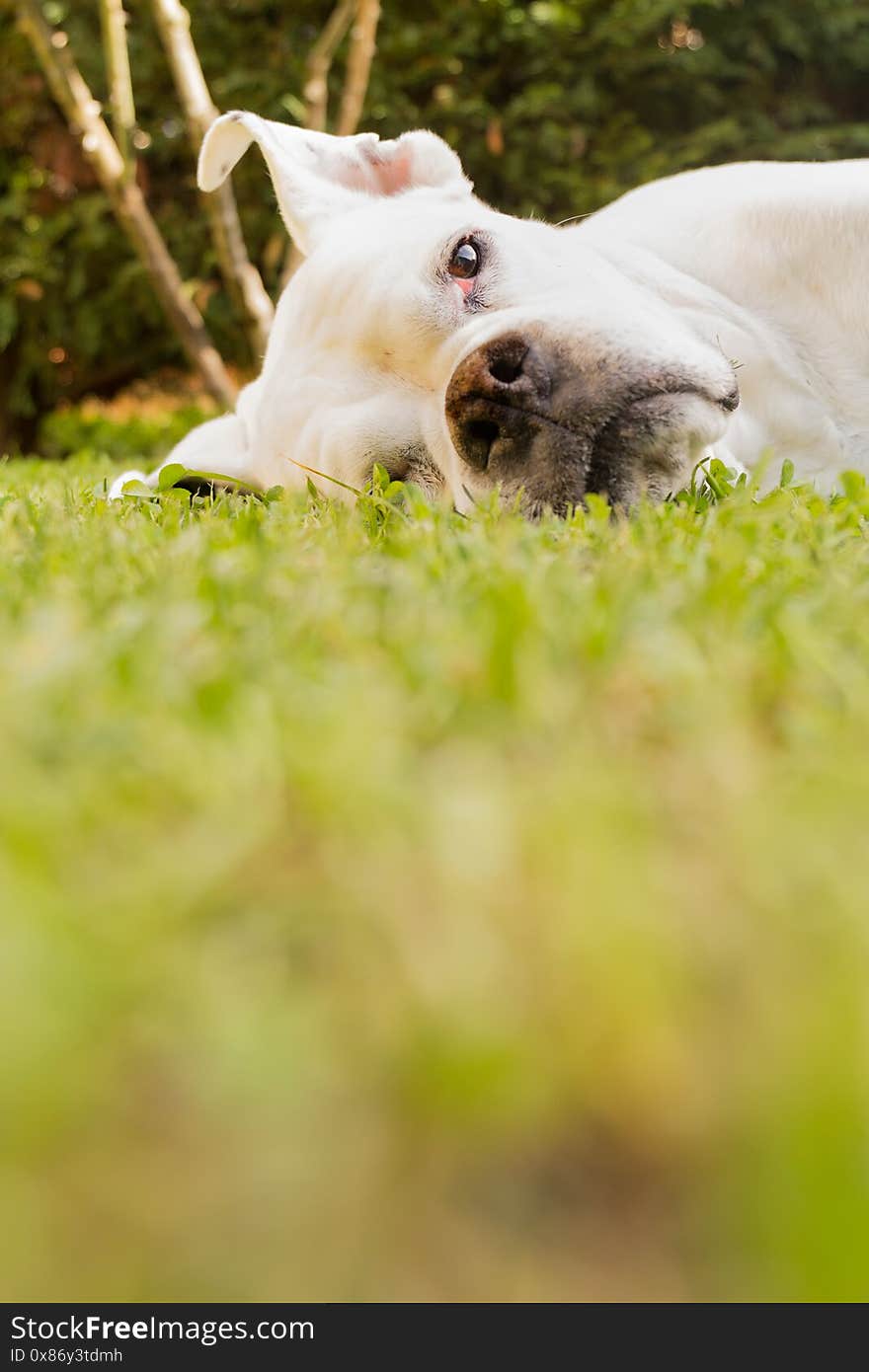 White boxer dog portrait lied down on a garden with green grass